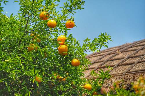 citrus fruit lemon plant with fruits fruit